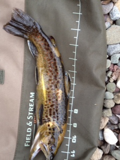 Brown Trout 